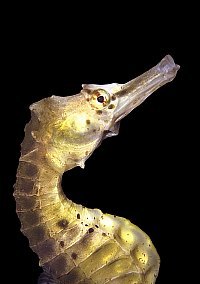 f015700: closeup of female seahorse