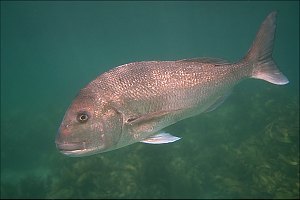 f017812: A large snapper in a marine reserve