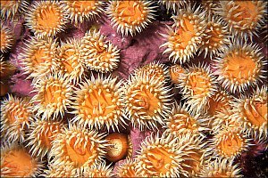 f019107: A patch of common variable anemones