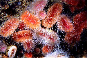 f019300: Fan corals build limestone cups