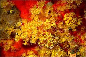 f019624: Yellow zoanthid anemones and red carpet sponge