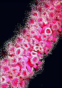 f021317: Purple jewel anemones around a railing