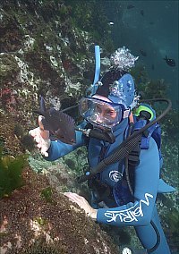 f023224: A diver plays with a male demoiselle