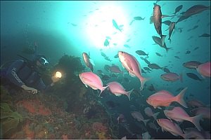 f023625: A school of pink maomao meeting a diver