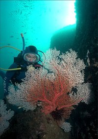 f025526: A diver admires a fan coral at the Julian Rocks