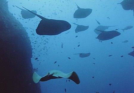 Short-tailed Stingrays in formation