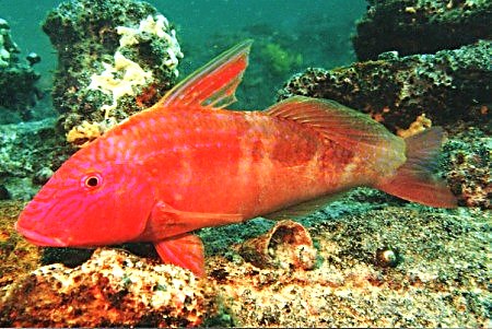 male Goatfish in colour