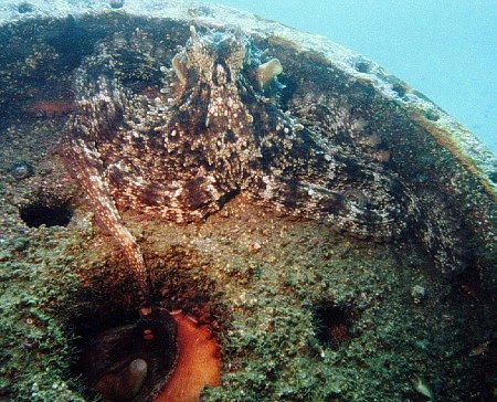 mating Octopus