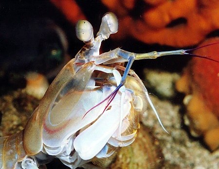 closeup Mantis Shrimp