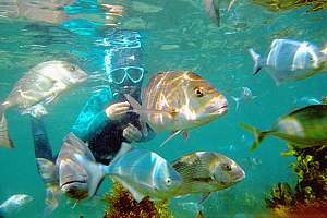 snorkelling in a marine reserve with big fish
