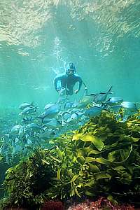 snorkelling with schools of fish, blue maomao