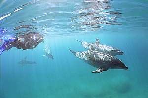 snorkelling with dolphins is an experience of a lifetime