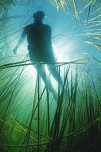 snorkelling amongst reeds in fresh water lake