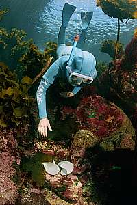 freediver and paper nautilus shells
