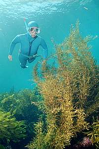 freediver and tall seaweeds
