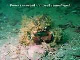Peron's seaweed crab