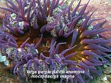 purple dahlia anemone