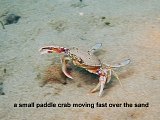 paddle crab
