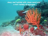 deep reef sponges