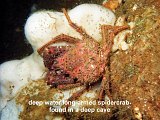long-armed spider crab