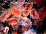 cup corals