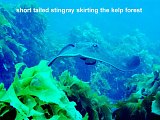 short tailed stingray