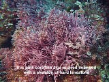 coralline alga