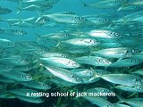 jack mackerels