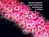 magenta jewel anemone