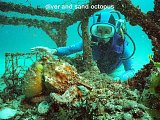 diver and sand octopus
