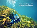 ecklonia stalked kelp