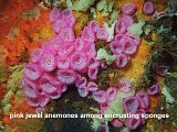 jewel anemones