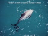 Hectors dolphin