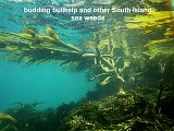 bull kelp and other south island seaweeds