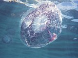 unidentified jellyfish