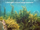 South Island seaweeds