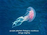 Pelagica noctiluca jellyfish