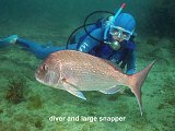 diver and snapper