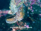 marblefish