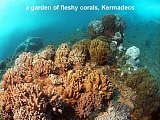 fleshy corals - Kermadec islands