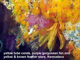 tube corals, gorgonean fan, feather stars