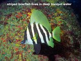 striped boarfish