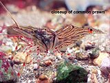 common prawn