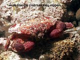 triangle crab