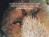 mouth of heart urchin