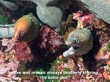 yellow and mosaic moray eels