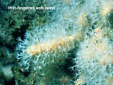 thin-fingered soft coral
