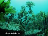 dying kelp forest