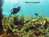 diver in a garden of seaweeds