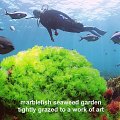 marblefish seaweed